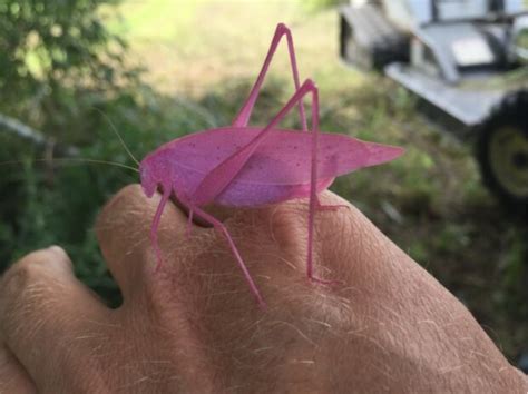 Niedliche Tiere Natur mit einer ungewöhnlichen Farbe