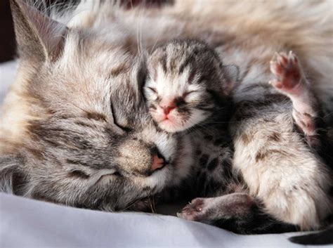 Wann öffnen Katzen ihre Augen Ein Blick in Entwicklung von