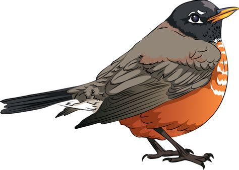 American Robin Free Vector Clipart Images On