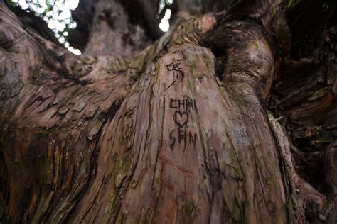 El Tejo Milenario De San Crist Bal Objeto De Diversos Actos Vand Licos