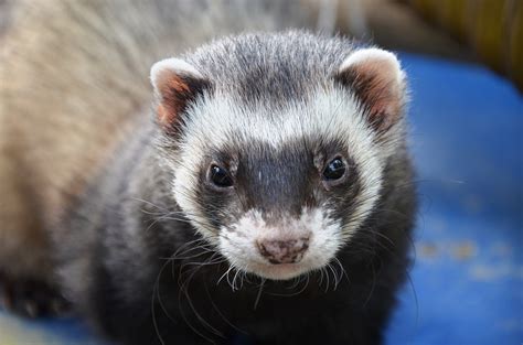 28 Interesting And Fun Facts About Ferrets Tons Of Facts