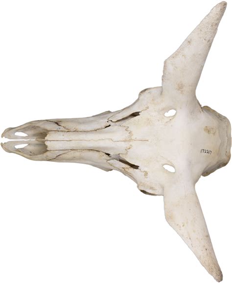 Antilocapra Americana Whats This Skull