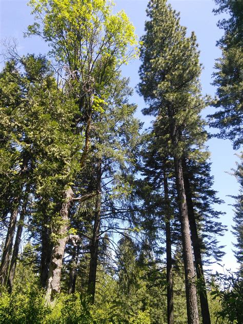 Using historical forest density estimates to inform management of