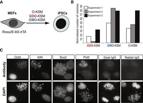 Widespread Mitotic Bookmarking By Histone Marks And Transcription