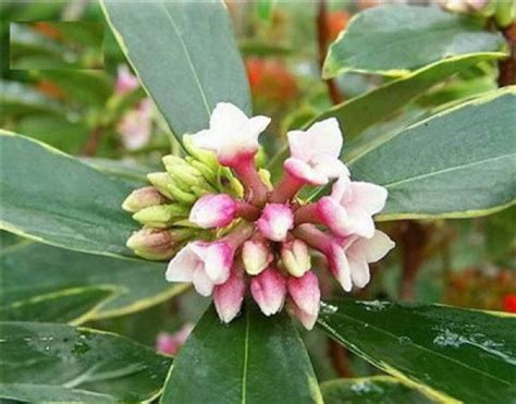 What To Do With The Yellow Leaves Of Daphne Odora In Phnom Penh The