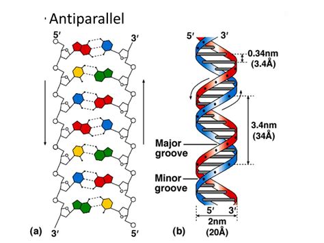 Ppt Dna And Rna Powerpoint Presentation Free Download Id2080930