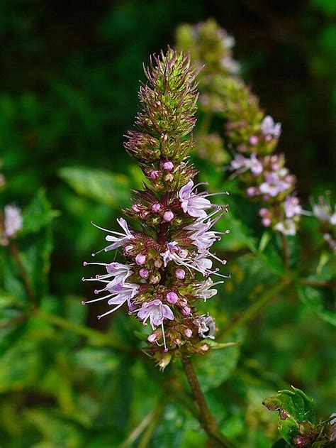 Grüne Minze Mentha Spicata Wildbienenfreundlich