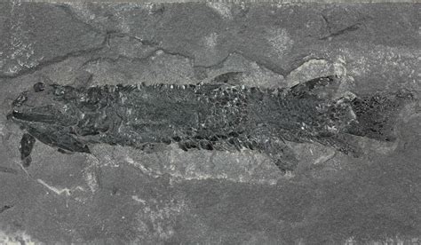 5.5" Devonian Lobed-Fin Fish (Osteolepis) - Scotland (#64737) For Sale - FossilEra.com