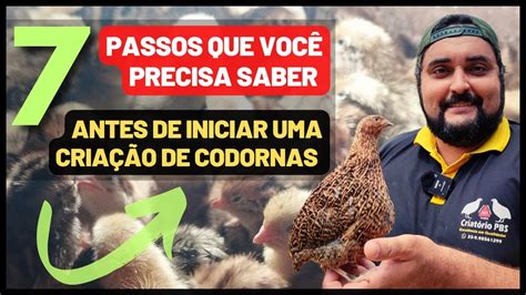 Como iniciar uma CRIAÇÃO DE CODORNAS do ZERO Tudo que você precisa