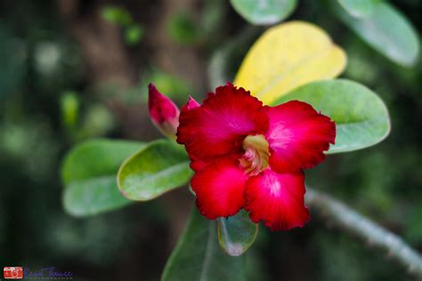 Adenium Apsc 1 1 8 25mm Mk2 [red Edition] Mount C To M4 3 Rewat Thaiwee Flickr