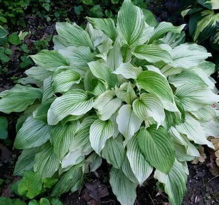 The White Feather Hosta: A Majestic Elegance in the World of Horticulture – mygardenchannel