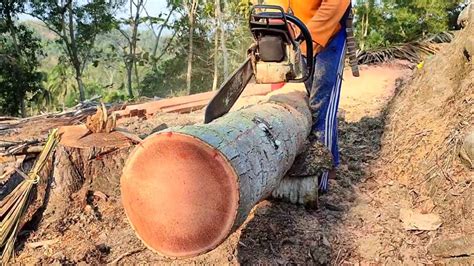 Keterampilan Menggergaji Batang Kayu Kelapa Tua Membuat Balok Untuk