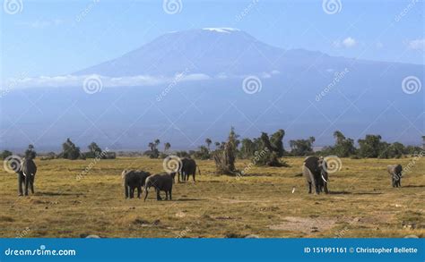 Elephant Herd Grazing With Mt Kilimanjaro In The Distance At Amboseli