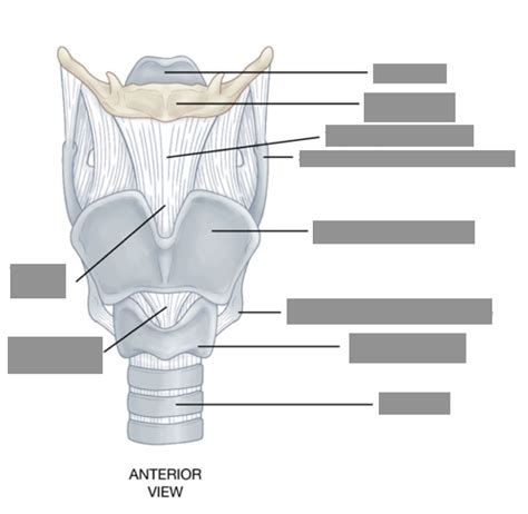 Larynx Anterior View 2 Diagram Quizlet