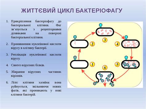 Життєві цикли вірусів - презентація з біології