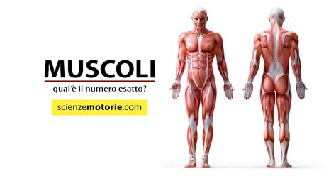 620 Muscoli Del Corpo Santucci Running