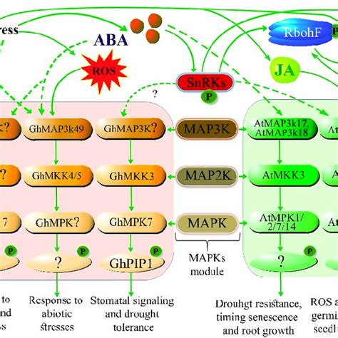 Overall pathways of drought stress effects and plant responses to ...