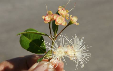 Syzygium Paniculatum Cultivated Usa Eflora Of India