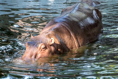 Hippo is Swimming in Water. Stock Image - Image of environmental, animals: 138978907