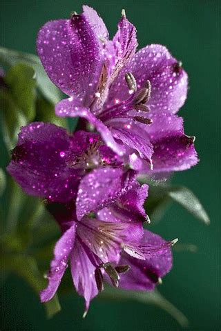 Flower Gifs Images - Best Animations