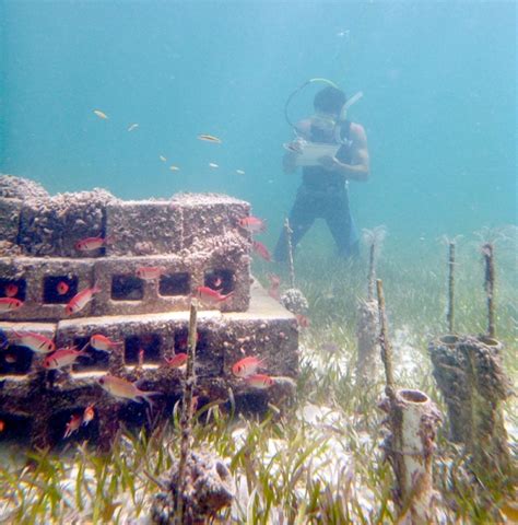 Nutrients From Fish Help Marine Organisms Thrive | Nature World News