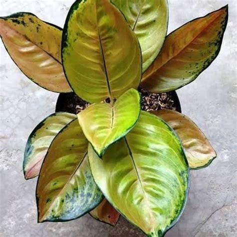 Jual Tanaman Hias Aglaonema Sultan Brunei Aglonema Aglo Shopee