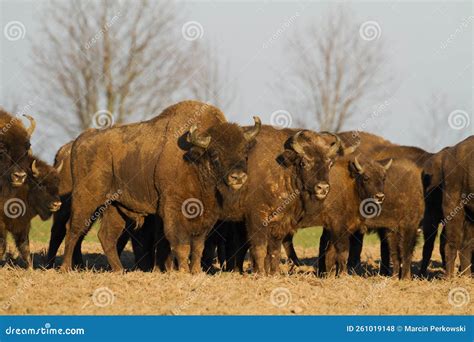 Mammals - Wild Nature European Bison Bison Bonasus Wisent Herd Standing on the Field North ...