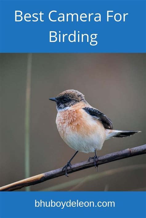 Best Birding Camera For Beginners Pivotal E Zine Portrait Gallery