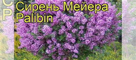 Сирень карликовая Мейера палибин купить в Старом Осколе | Товары для ...