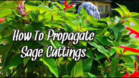 How To Propagate Sage Cuttings YouTube