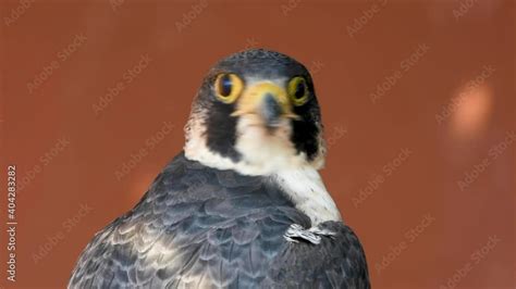 Peregrine Falcon Falco Peregrinus Very Close Up Looking Around