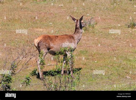 Deer Hiding In Bush Stock Photo Alamy