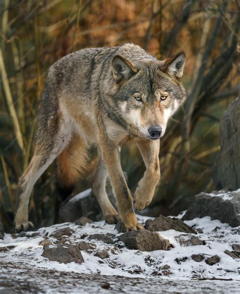 lobo gris foto premium