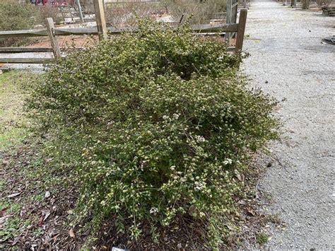 Viburnum Obovatum Mrs Schillers Delight Small Viburnum Walters