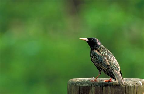 Free Images Nature Branch Wildlife Green Beak Fauna Close Up