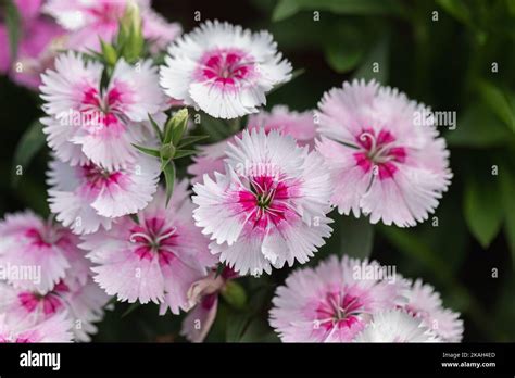 Bright Sweet William Flowers Dianthus Barbatus Flowering In A Garden