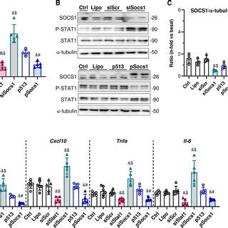 JAK STAT SOCS Pathway Regulates MiR 155 5p Expression In Vitro Tubular