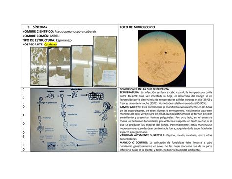 Solution Manual De Hongos Fitopat Genos En El Cultivo De Calabaza