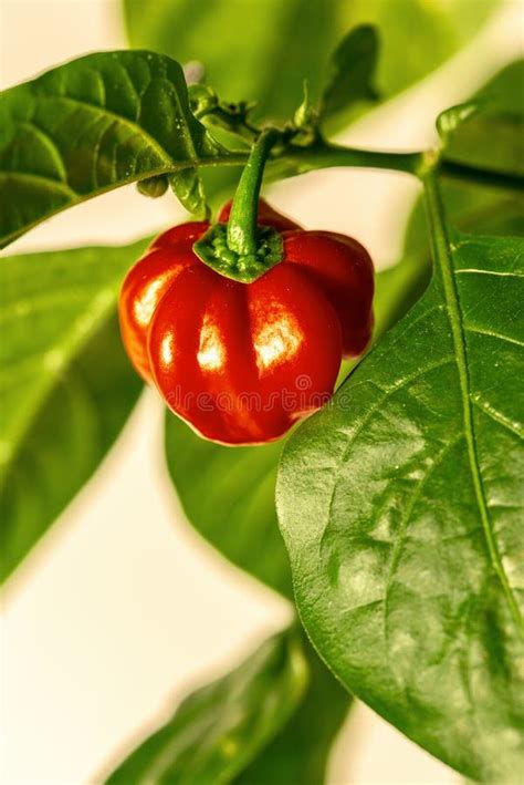 Habanero Plant Featuring Fresh Ripe Habanero Peppers Stock Image