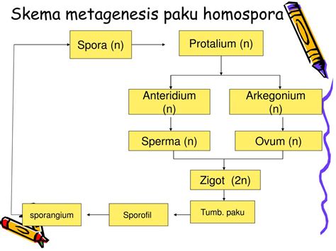 Skema Metagenesis Tumbuhan Paku | Berkas Belajar