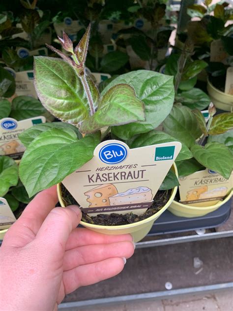 Blu Käsekraut Blu Kräuter Gemüse So gesund kann lecker sein