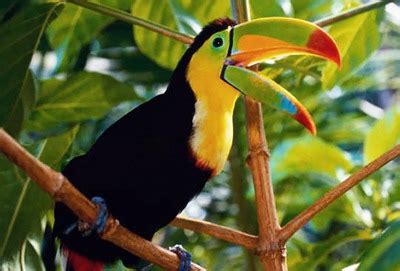 Birding Nicaragua - Guided Bird Watching Tour in Nicaragua