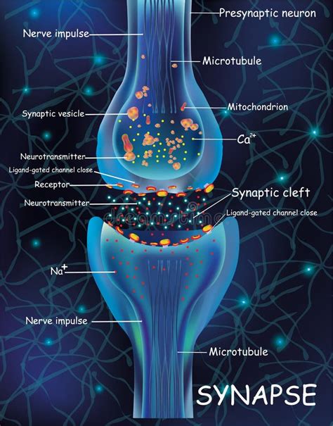 Células De Síntesis De Anatomía Señal De Transmisión De Impulso En Un