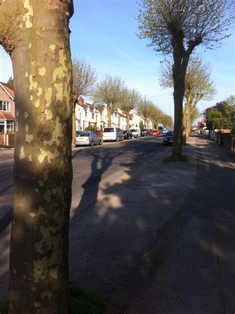 London Plane Trees Lythalls Lane A J Paxton Cc By Sa