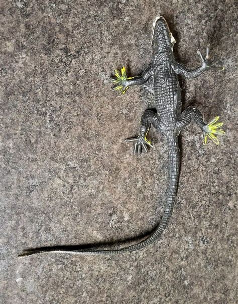 Vintage 1980s Iguana Lizard Rubber Toy Realistic Animal Figure Ebay