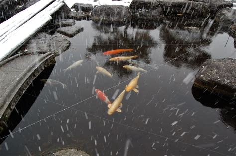 池の鯉・・・豪邸に雪降りしきる 立山日和。