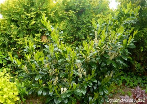 Laurowiśnia wschodnia Prunus laurocerasus uprawia i pielęgnacja