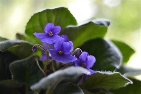 Álbum 200 flor de violeta Abzlocal mx