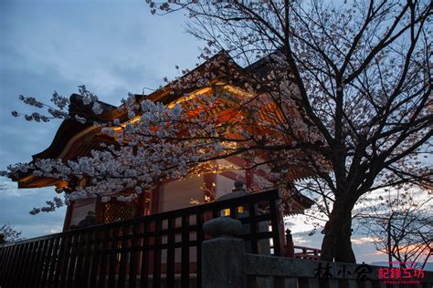 【日本追逐櫻花之旅】關西十天九夜賞櫻冒險之旅 建仁寺及清水寺夜間賞櫻 賞櫻之旅 林小宏記錄工坊