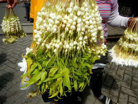 Jasminum Sambac In The Philippines Jasminum Sambac Sampaguita Garland